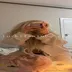 tanyaniz türk onlyfans kaşarı ifşa videoları part 3